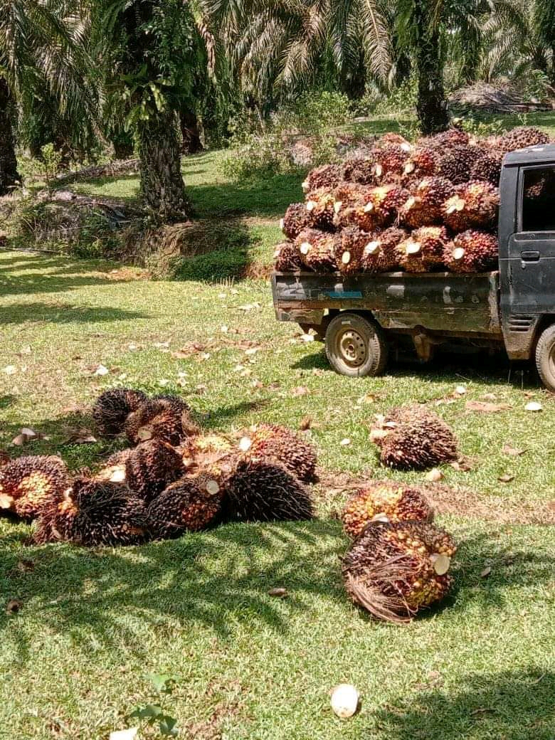 Harga Sedang Bagus, Petani Sawit Ogah Replanting