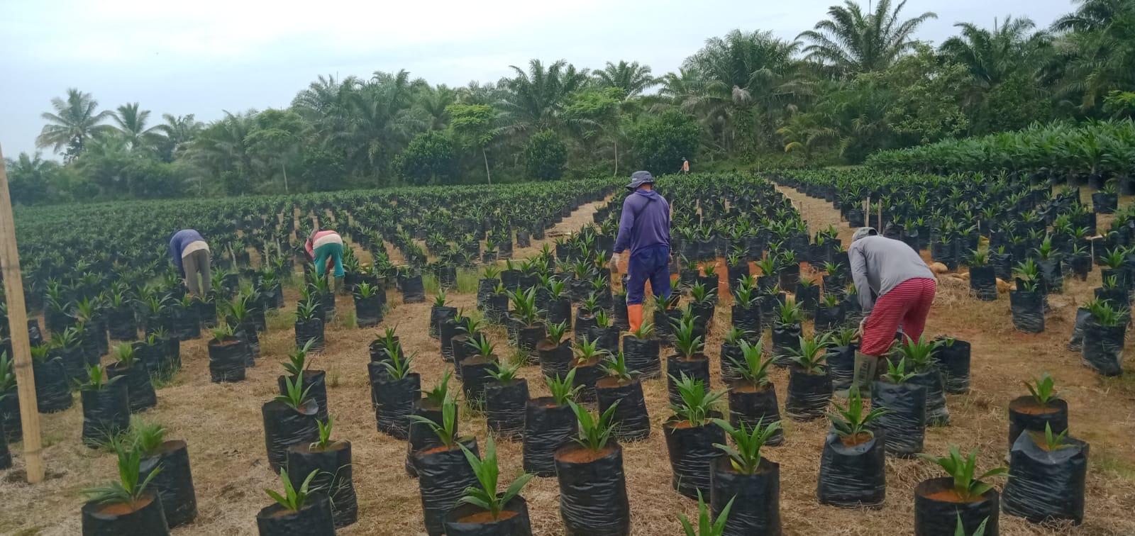 Rekomtek PSR Berubah, Omzet Penangkar Urung Bertambah