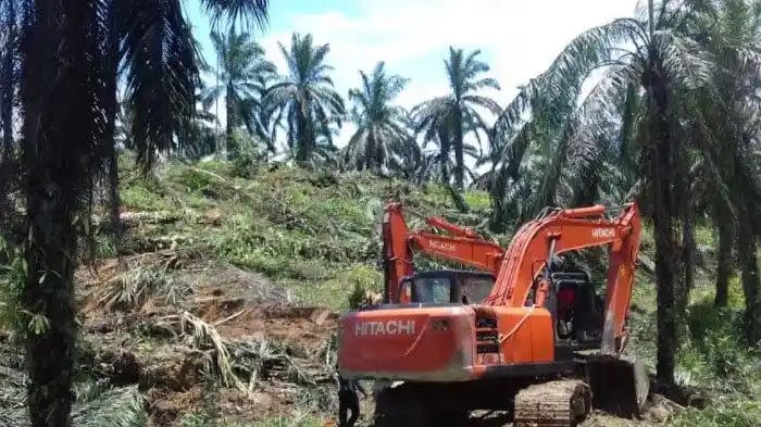 10 Ribu Ha Sawit Ditargetkan Selesai Replanting Tahun ini