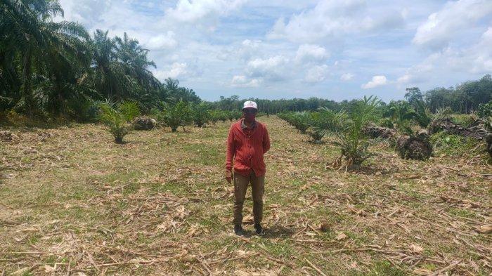 Sudah Ditanam Sawit, 30 Hektar Lahan PSR Dirusak Gajah