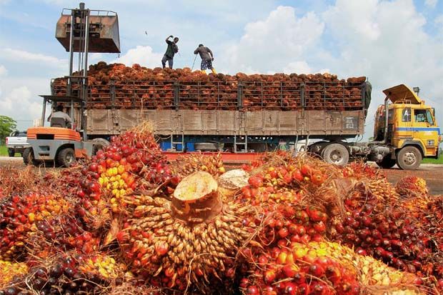 Sawit tak Boleh Bernasib Sama dengan Tebu dan Karet