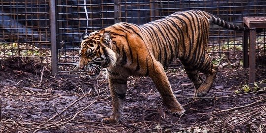 Remaja di Siak Diterkam Harimau, BBKSDA Riau Kirim Tim ke Lokasi