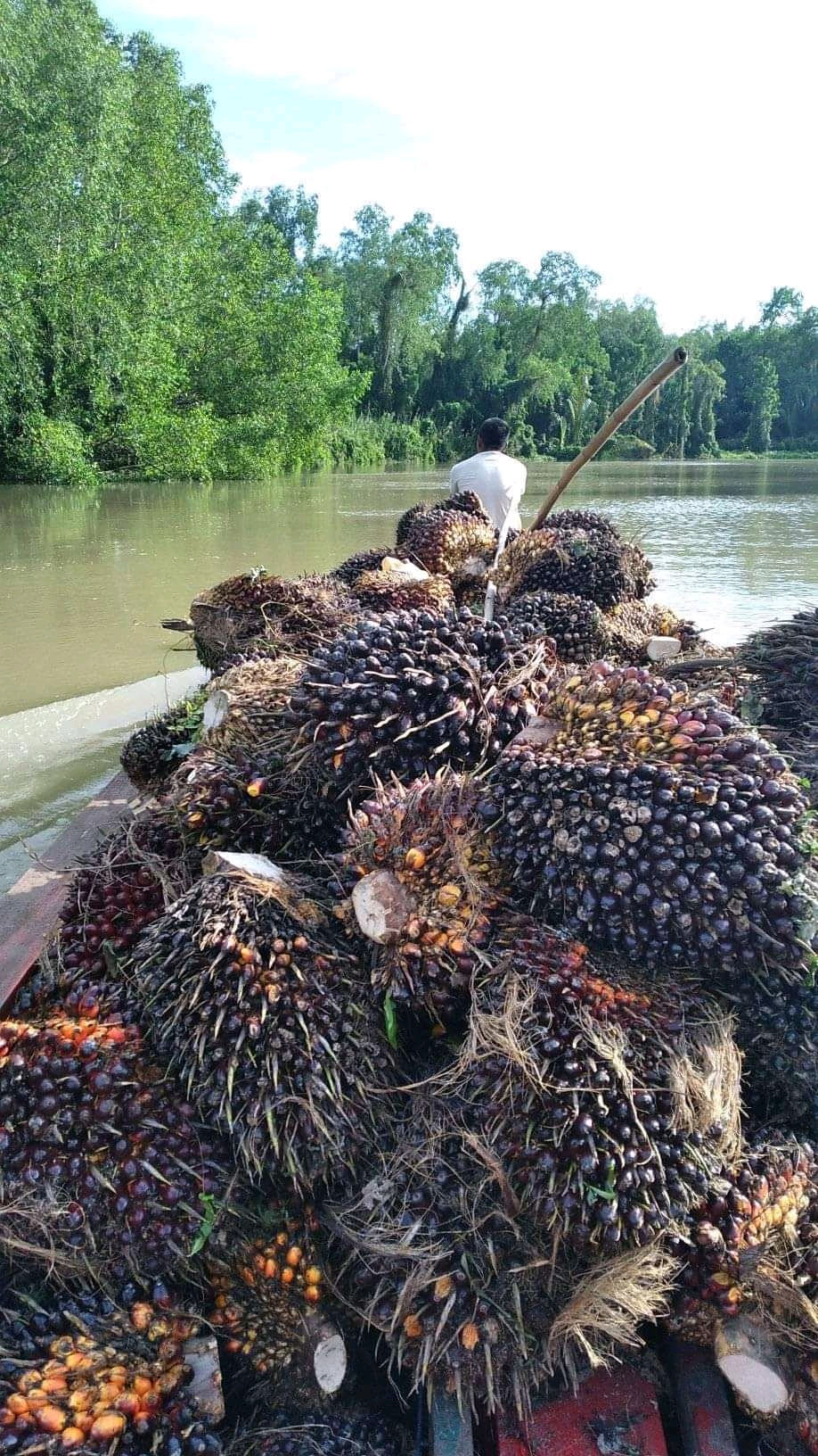 Harga Sawit Naik, Yang Menikmati Tak Cuma Petani