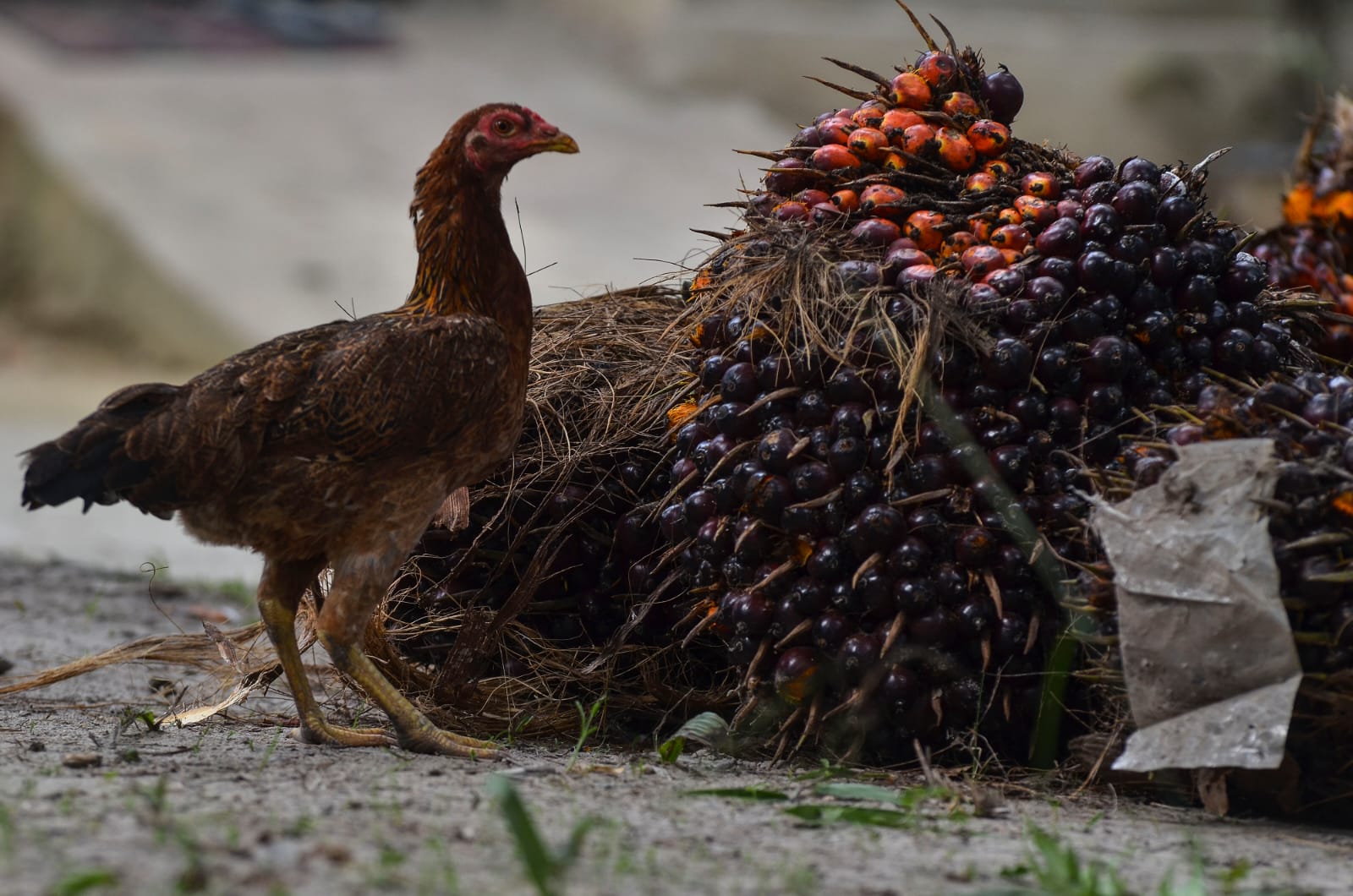 Masih Mantap, Harga Sawit di Riau Rp 2.782 Per Kilogram