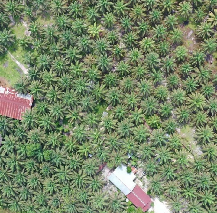 Petani Berinisiatif Petakan Kebun Sawit di 100 Kampung