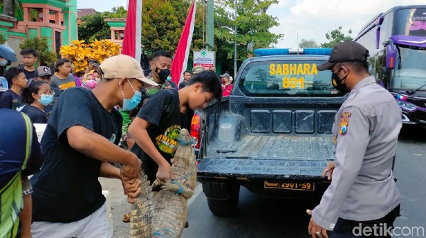 Buaya Piaraan Kabur dan Gegerkan Warga, Panjangnya 2 Meter