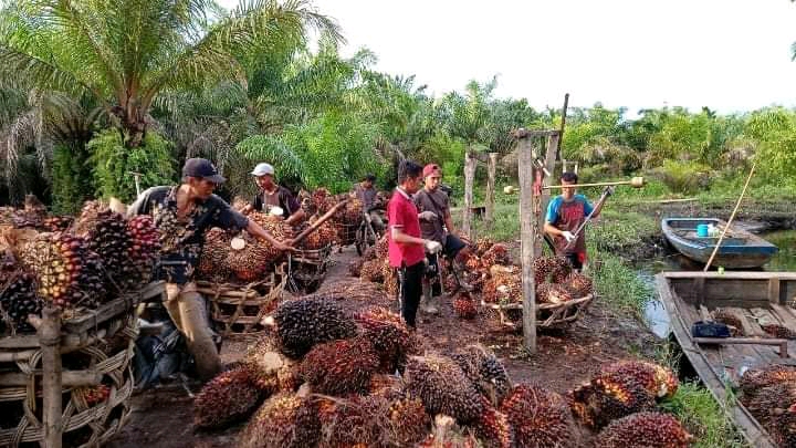 Harga Sawit Jadikan NTP Babel Tertinggi se-Indonesia