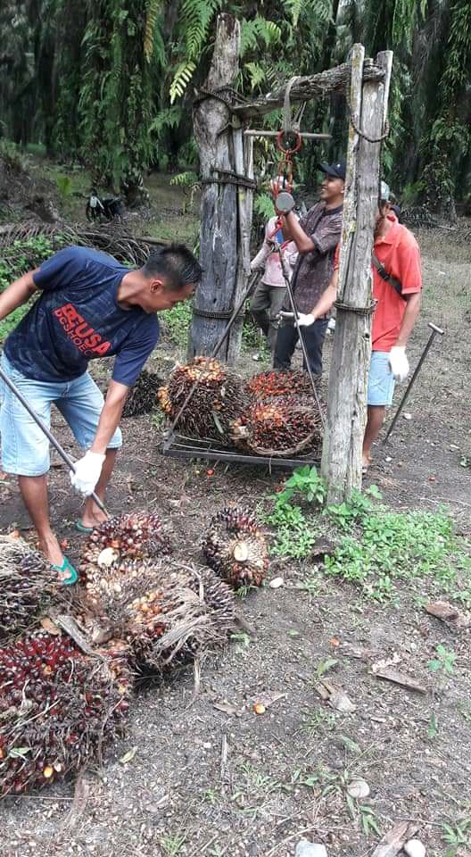 Sortasi Jadi Alat Memfitnah TBS Petani