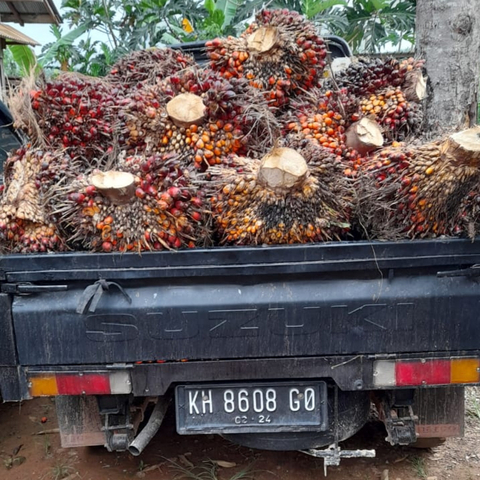 Harga Sawit Mantap, Maling pun Makin Sigap