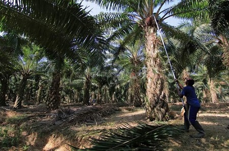 NTP Naik, Baru Petani Sawit yang Merasakan Efeknya