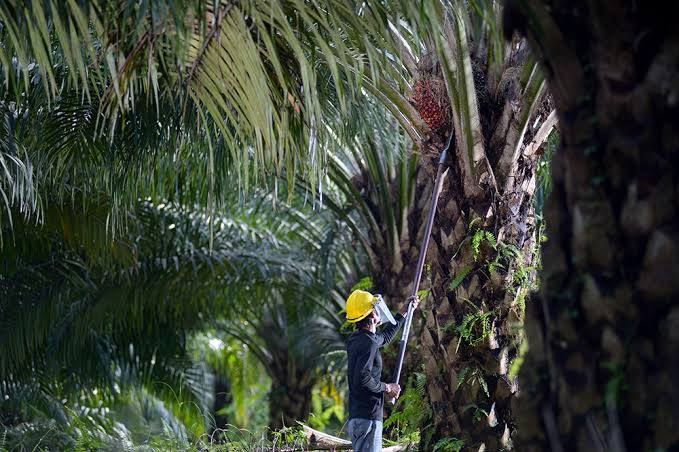 Upah Pemanen Sawit Juga Ikut Naik