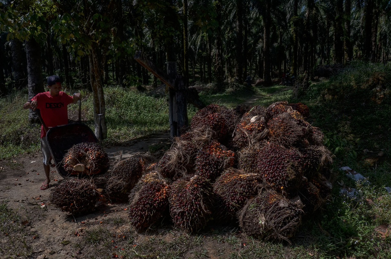 Merdeka!!! Harga Sawit di Riau Jadi Rp2.800