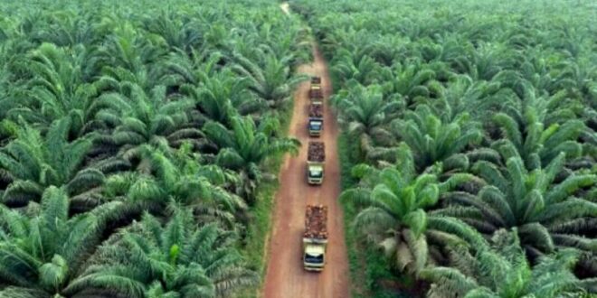 Genjot Produksi TBS, Perusahaan ini Perluas Kebun Sawit