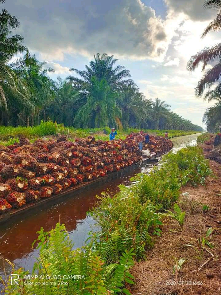 Harga TBS di Babel Naik Signifikan