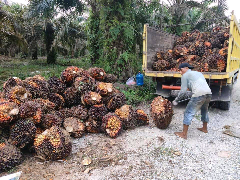 Harga TBS Turun, Petani Sawit Diminta Tidak Panik