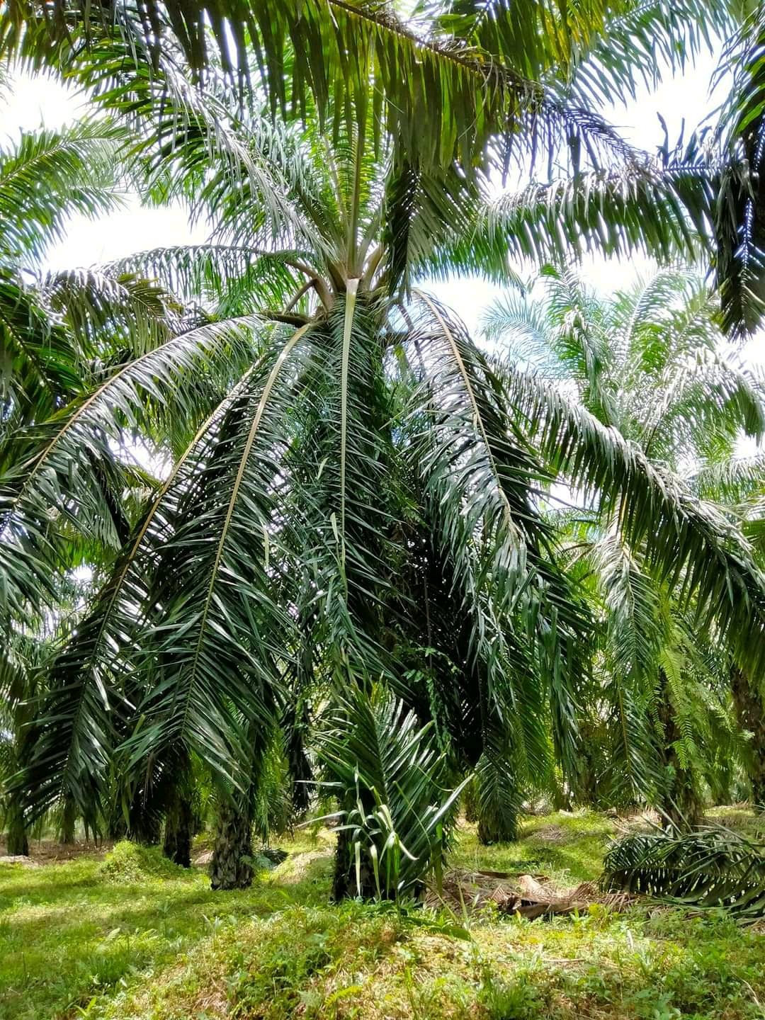 Bu Sara Mantan Terindah Bantu Bangun Kebun Sawit