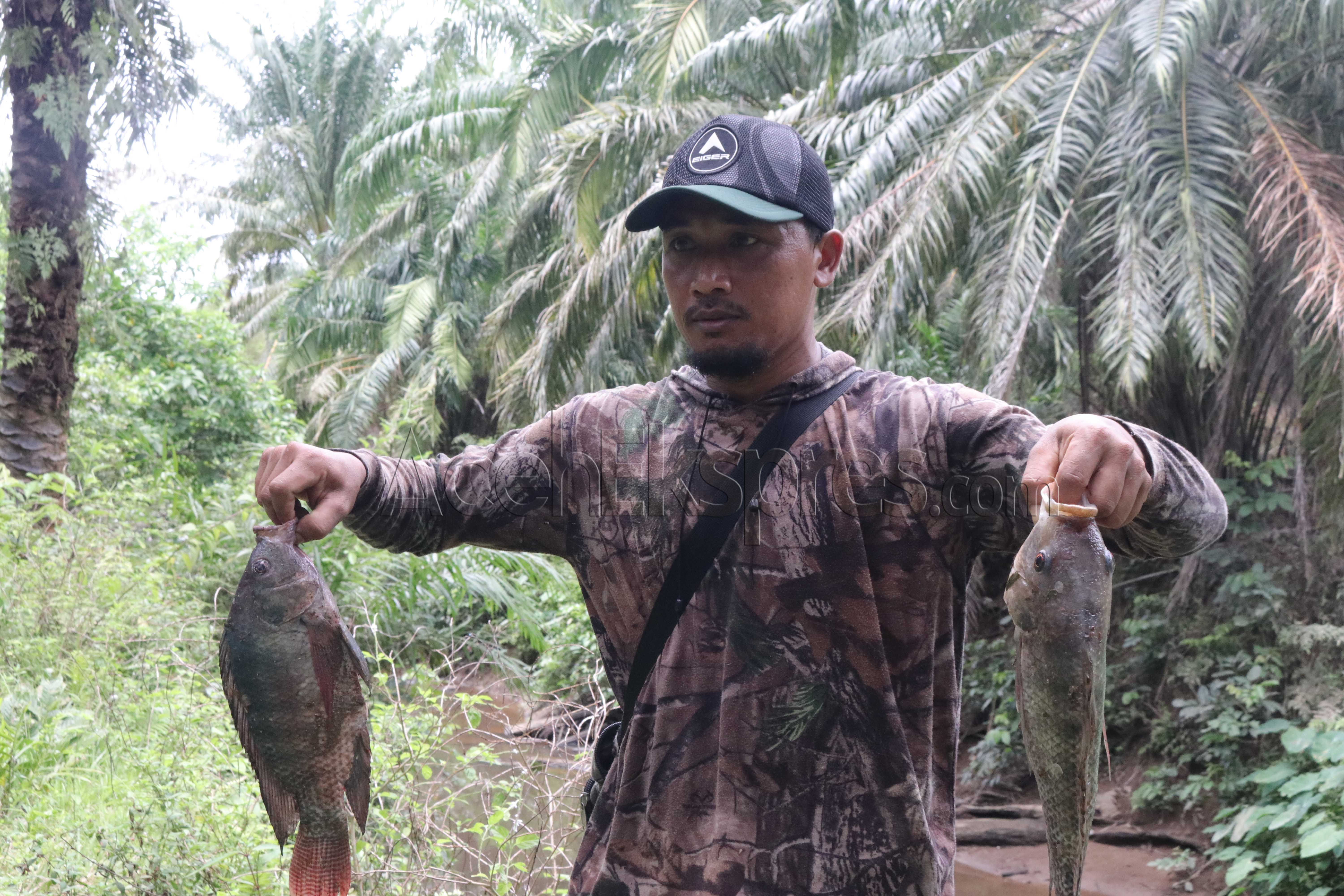 Ikan Mati, Sungai Diduga Tercemar Limbah Pabrik Sawit