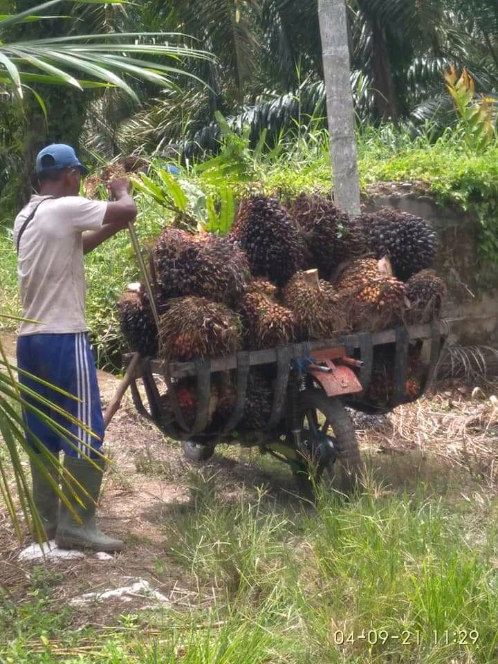 Harga Sawit Tembus Rekor, Petani Makin Semangat