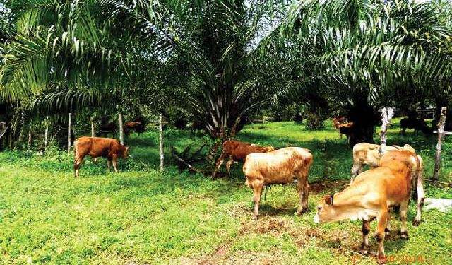 Program Integrasi Sawit-Sapi di Daerah ini Didukung Australia