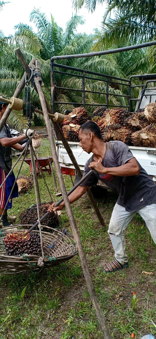 Harga TBS di Aceh Naik Signifikan