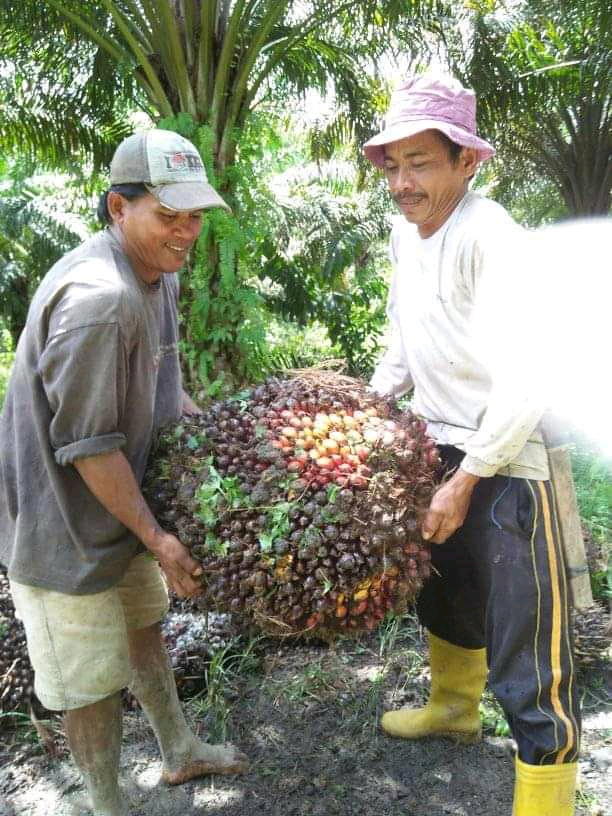 Perusahaan Sawit Dapat Suntikan Modal, Efeknya Ikut Dirasakan Petani