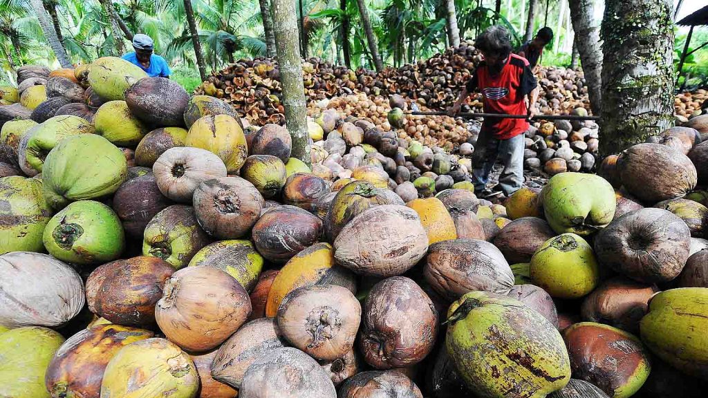 Harga Kelapa dan Sagu di Riau Stabil