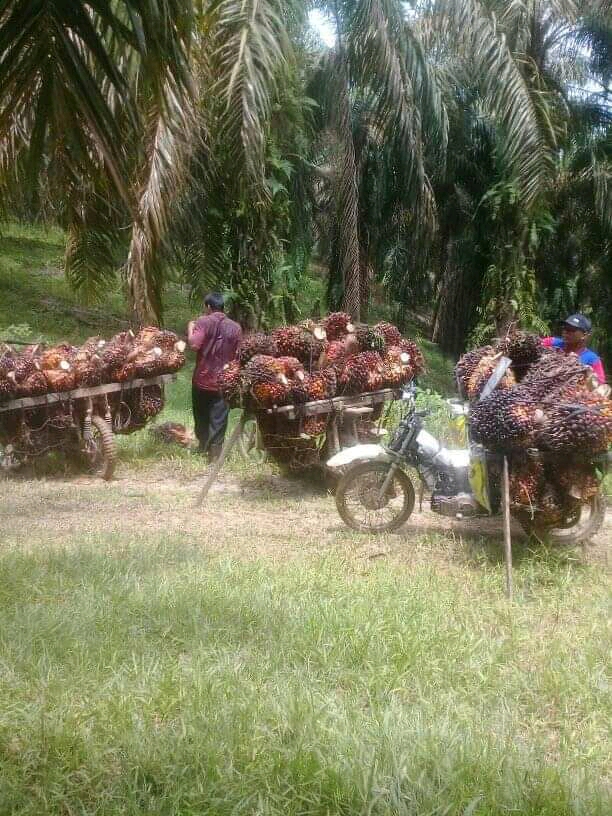 Sempat Turun, Harga TBS di Sumut Naik Lagi