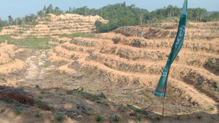 Belasan Perusahaan Sawit tak Kunjung Bangun Kebun Plasma