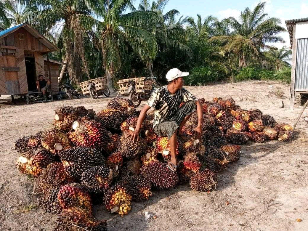 Bentuk Korporasi, Pekebun dan Perusahaan tak Perlu Dijodohkan