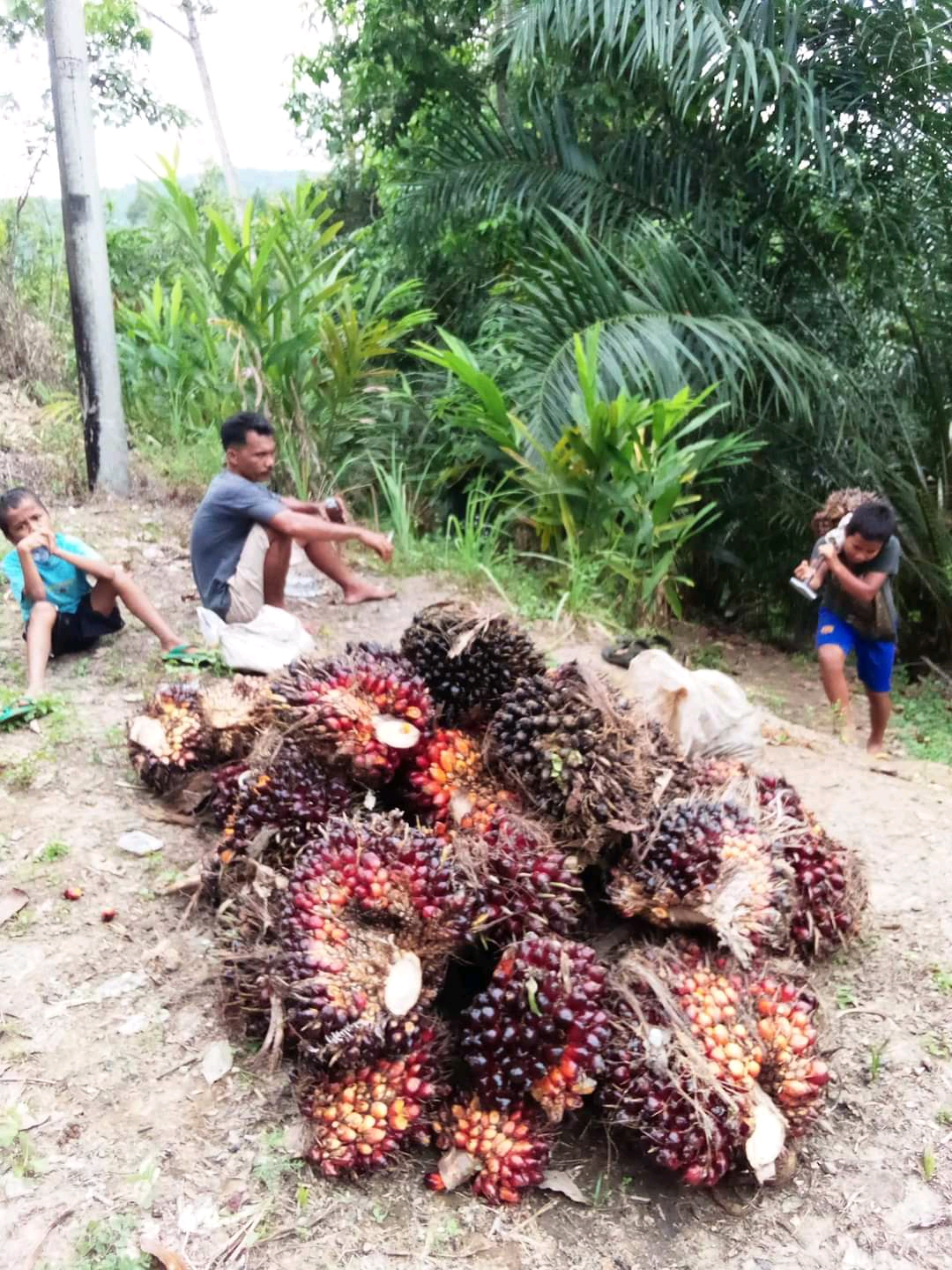 Musim Trek, Harga TBS Makin Melambung