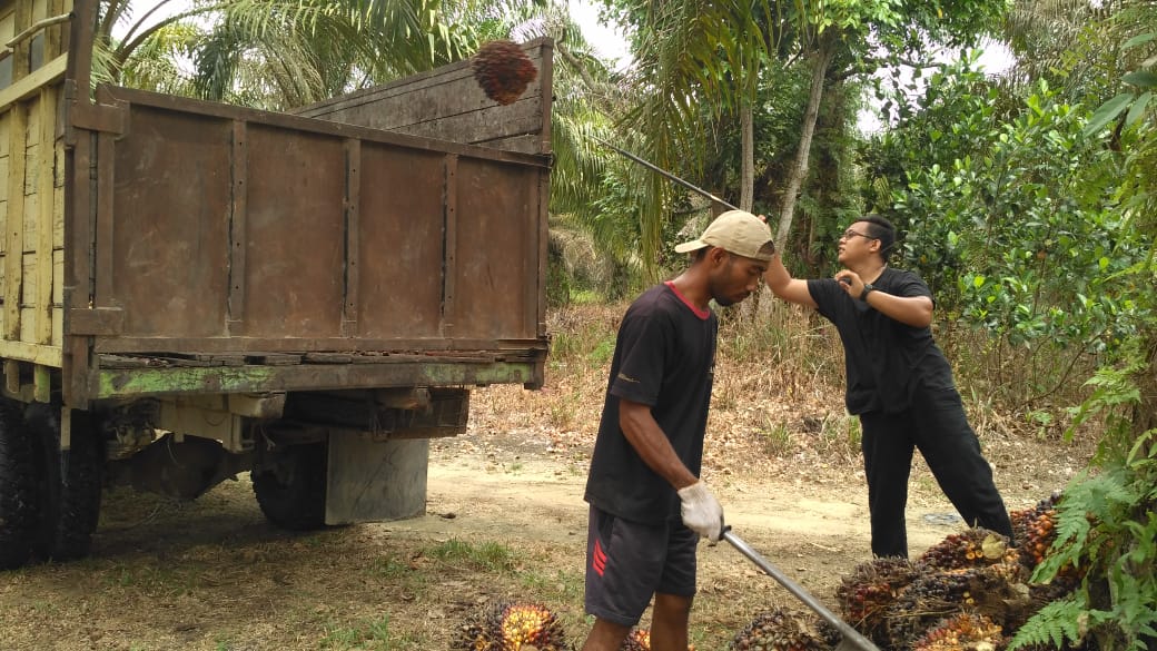 Moratorium Jadi Jembatan Petani Kembangkan Kelapa Sawit