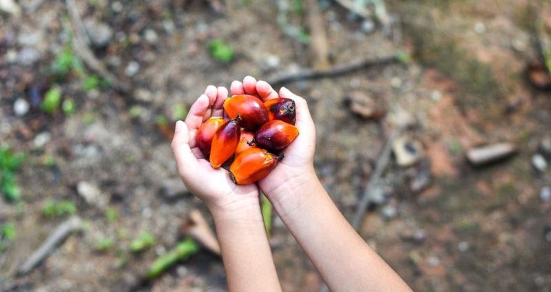 Belasan Anak Petani Sawit Inhu Dikuliahkan, Ini Nama-namanya