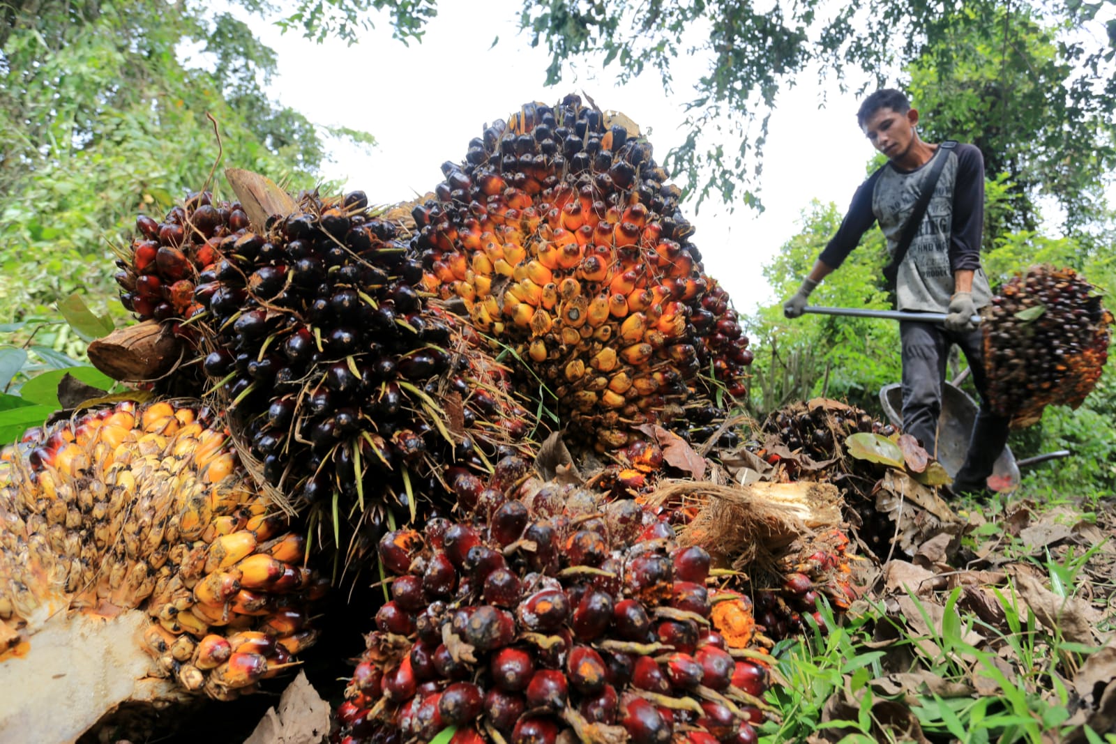 Mendorong Industri Hilir Sawit di Kalbar