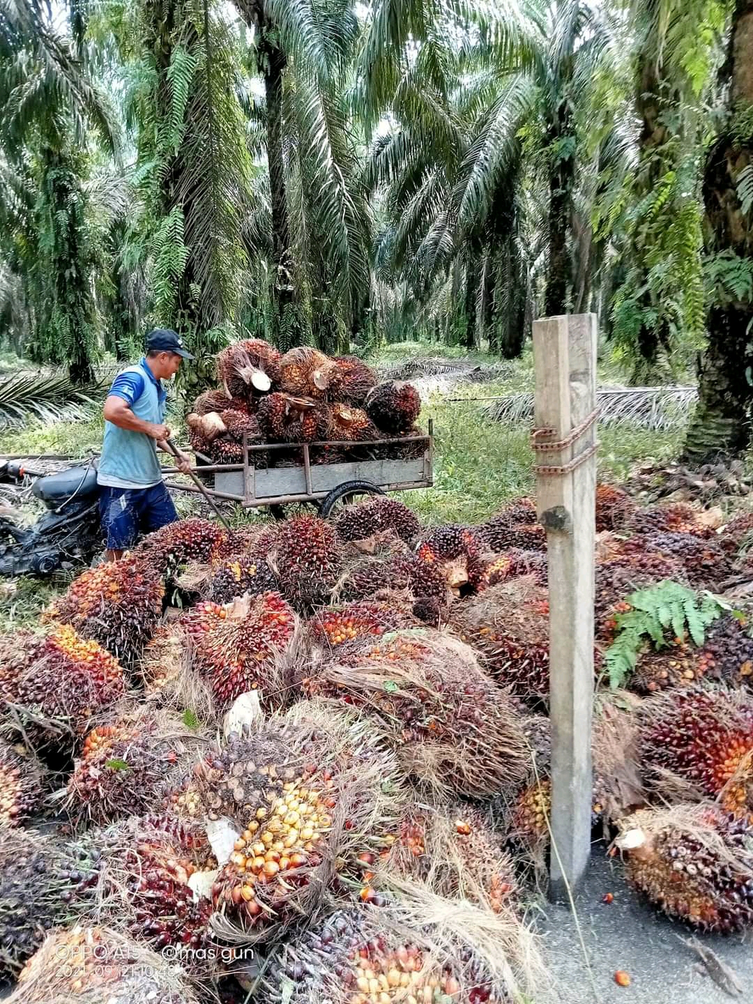 Gapki pangkas proyeksi produksi CPO 2021, Begini Tanggapan PBS