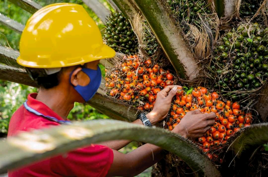 Perusahaan ini Dampingi Pekebun Sawit Raih Sertifikasi RSPO