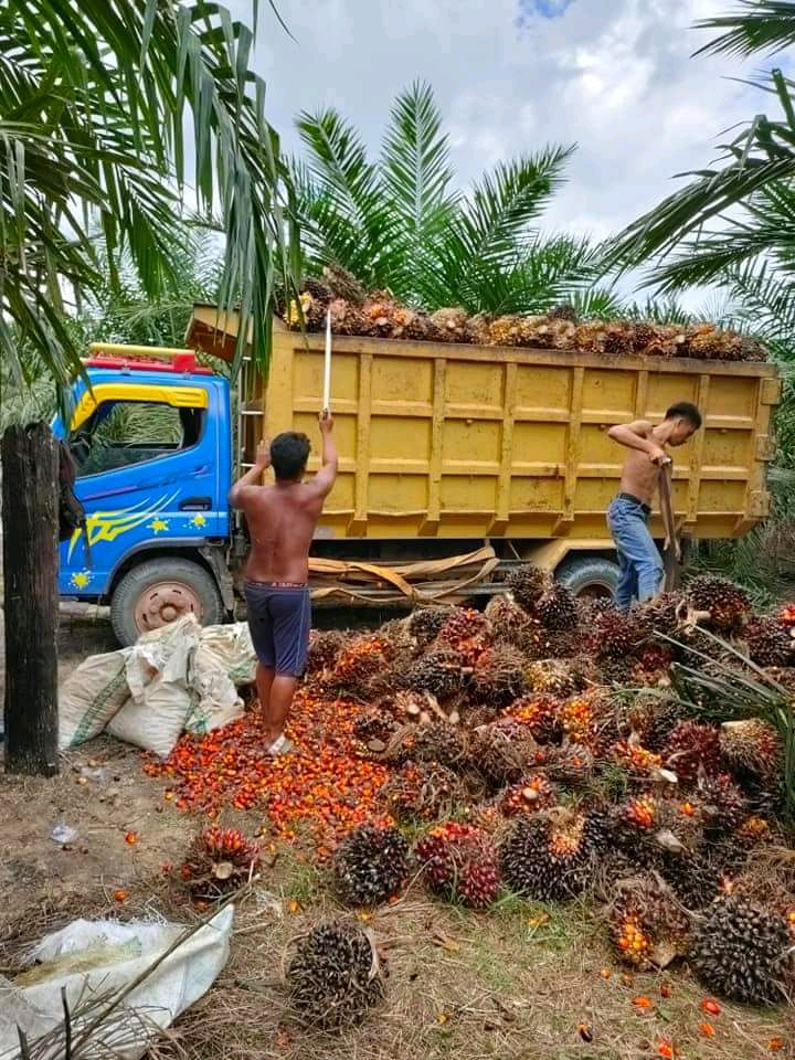 Harga TBS di Sumut Masih Berfluktuasi