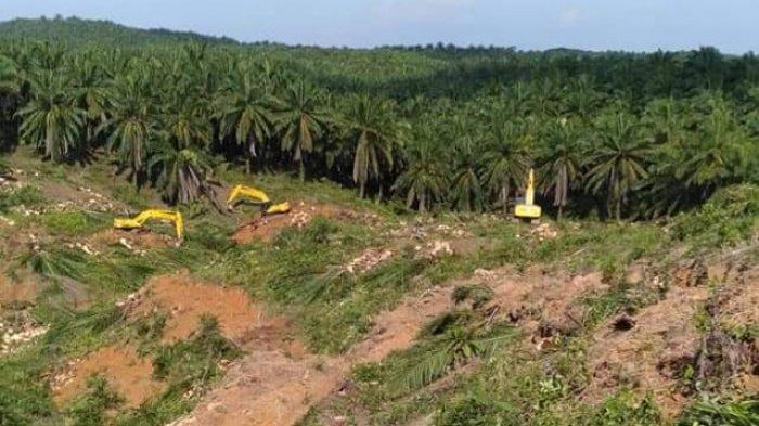 Saran Petani Sawit, Moratorium Cukup di Lahan Perbukitan