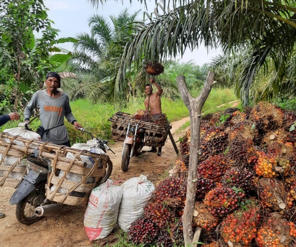 Petani ini Mengaku Dapat Banyak dari SAMADE