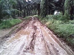 Belum Semua Petani Sawit Nikmati Tingginya Harga, ini Sebabnya