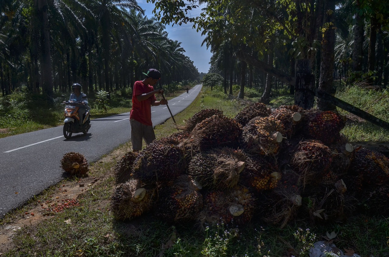 Hebatnya Sawit, dari Tanaman Hias Jadi Komoditi Andal Pengubah Peta Dunia