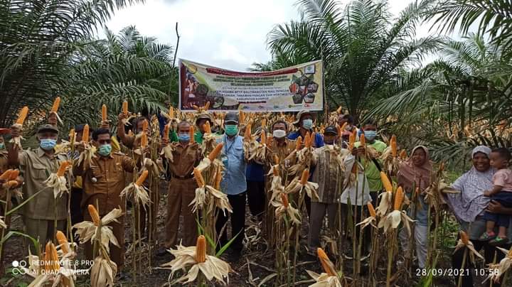 Tanam Jagung di Lorong Sawit, Hasilnya Memuaskan