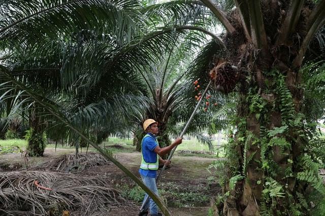 Biodiesel, Dorong Kemitraan Petani Sawit