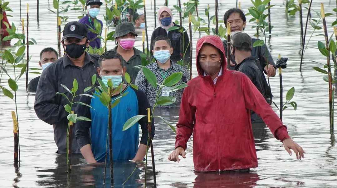 Hutan Mangrove Indonesia Melindungi Dampak Perubahan Iklim Dunia