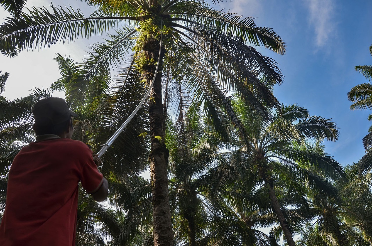 Harga Buah Sawit Tinggi, Pengaruhi PSR di Riau?