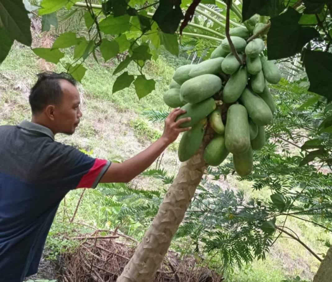 Petani Pepaya di Kuansing Raup Untung Rp6 juta Sepekan