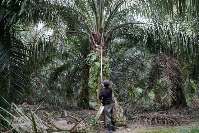 Petani Sawit Jangan Dilupakan Dalam Industri Biodiesel