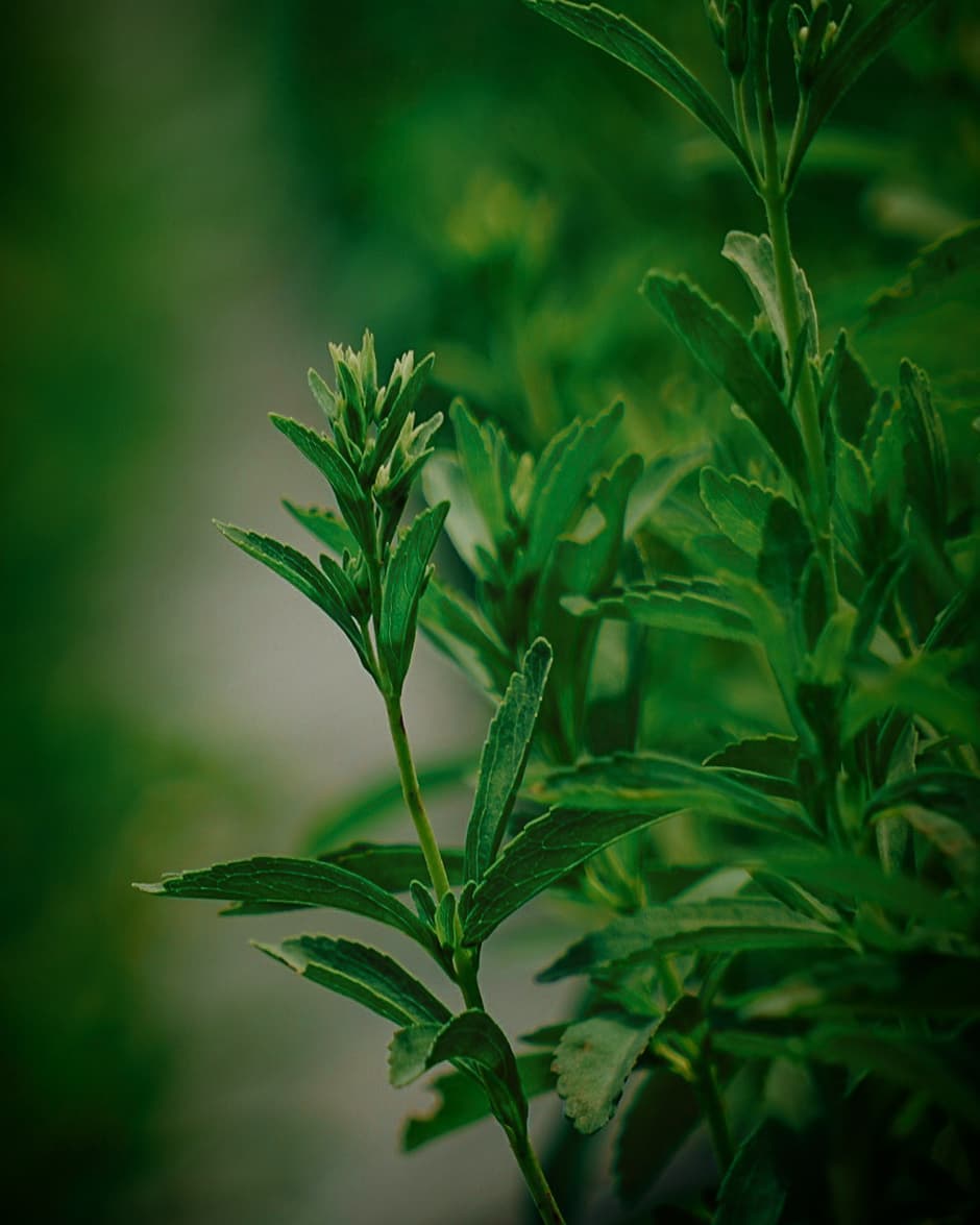 Stevia Pemanis Alternatif Berkompetisi di Pasar Internasional