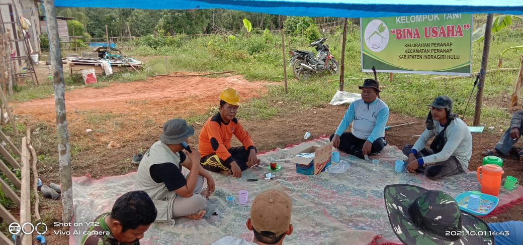 Gara-gara Pupuk Mahal, Petani Sawit Berkebun Pisang