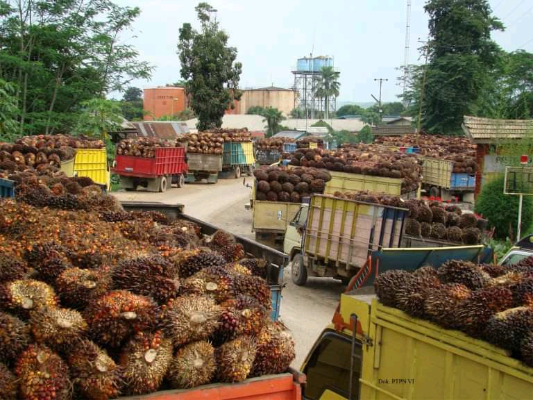 TBS Petani Dihargai Rp 600/kg, Pemda Berencana Bangun PKS