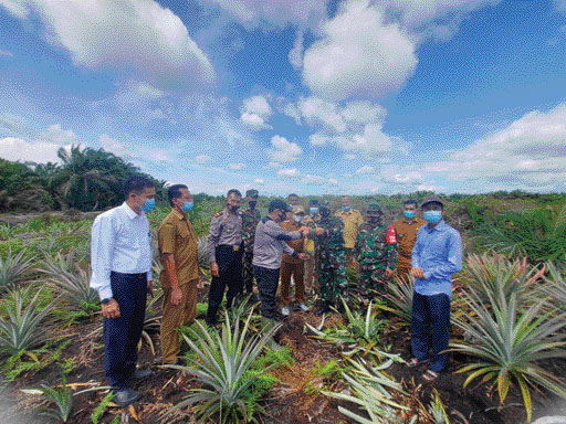 Petani Sawit Diajak Tanam Nenas